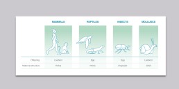 Infografik Nachwuchs nach Tierarten
